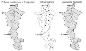 Поширення на території Карпатського національного природного парку представників герпетофауни