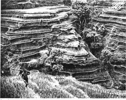Терасовані рисові поля на схилах гір у Індонезії