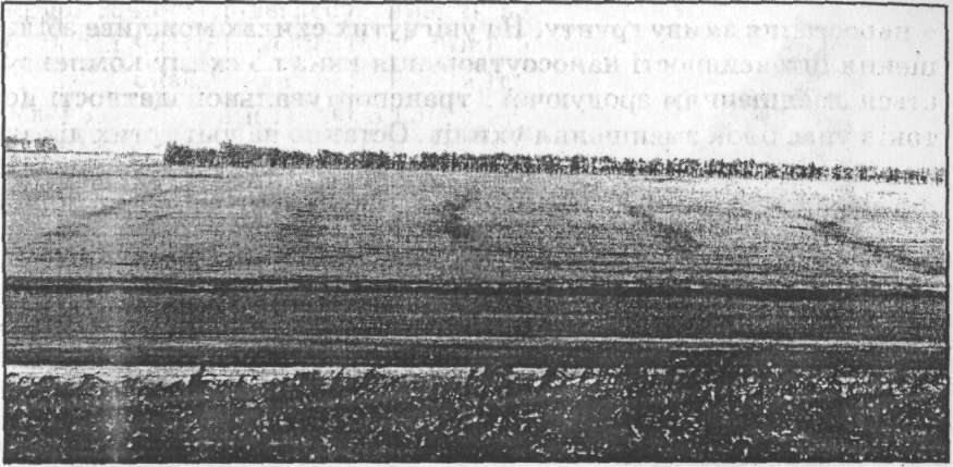 Лівий схил долини р. Малий Катлабух з посівами озимої пшениці в стадії дозрівання