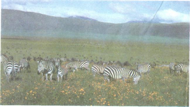Національний парк Нгоронгоро