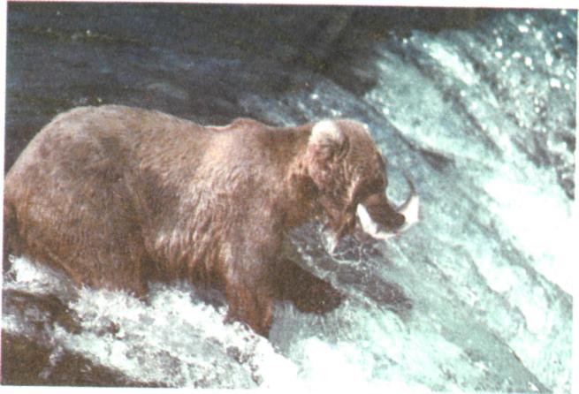 Ведмідь на риболовлі