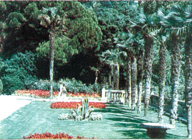 Нікітський ботанічний сад в Криму