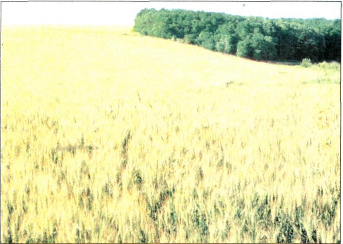 Пшеничне поле в Лісостепу