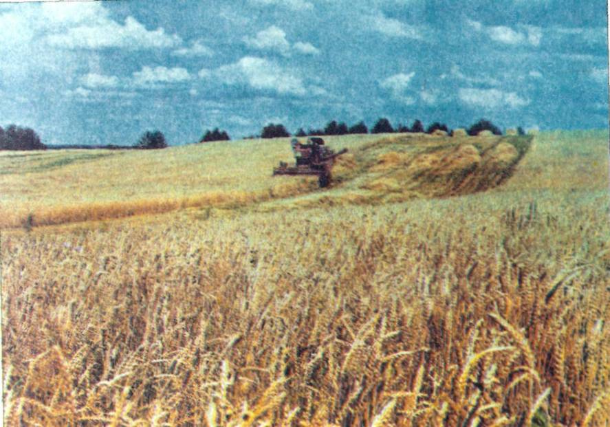 Збирання пшениці на Черкащині